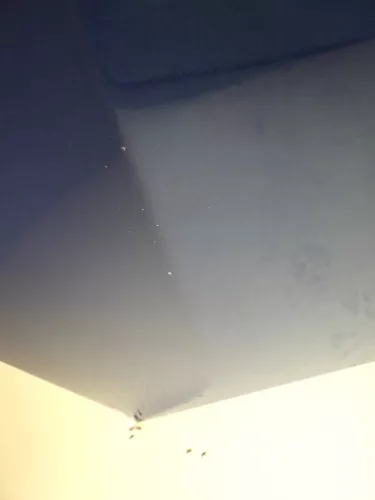 VW Passat 3BG Motorhaube Klappe vorne vorn Haube blau LD5Q (130485)